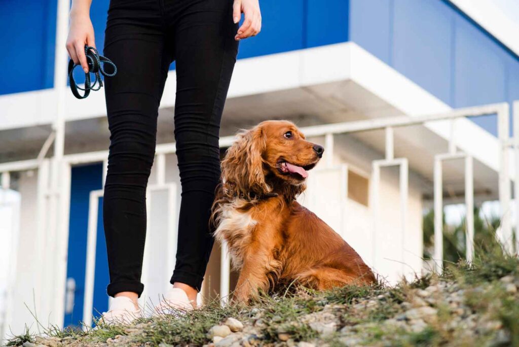Opciones comunes para dejar a tu perro cuando viajas