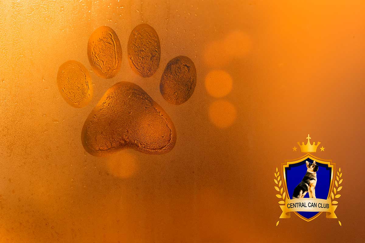 Hotel Canino al norte de Bogotá