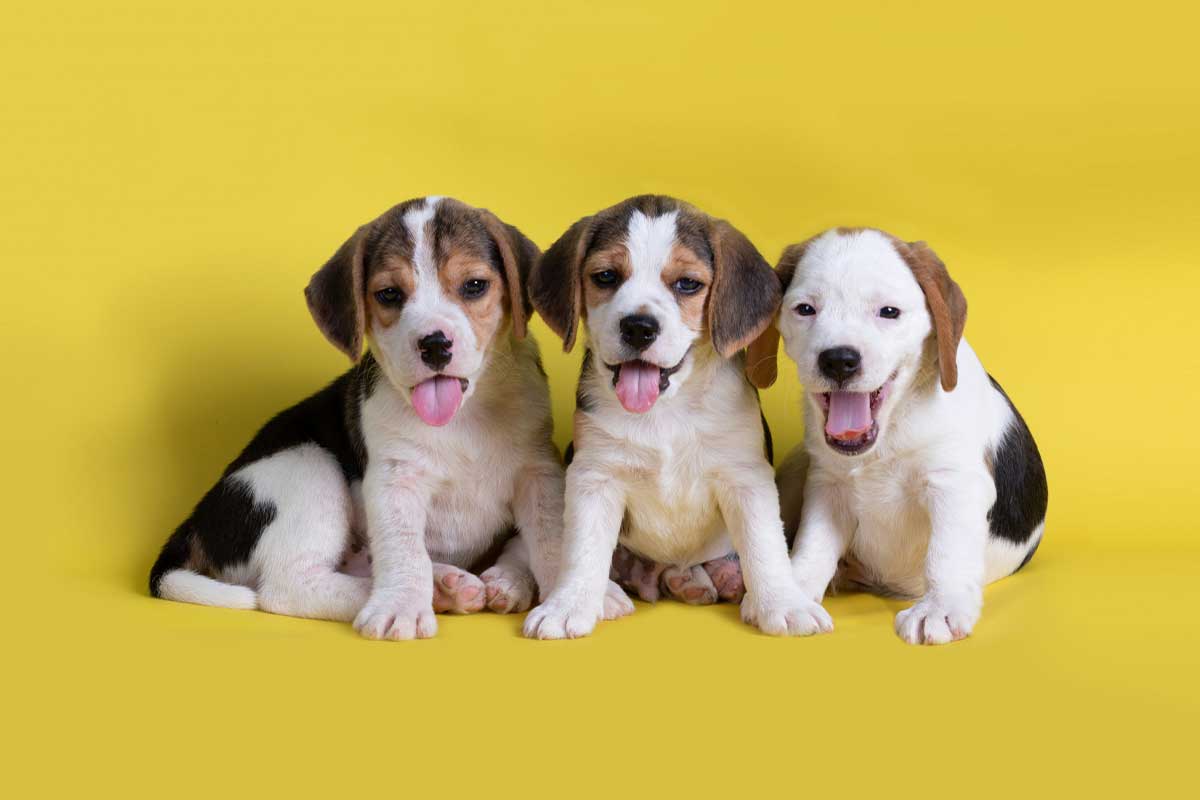 Por qué el adiestramiento canino en Bogotá es indispensable