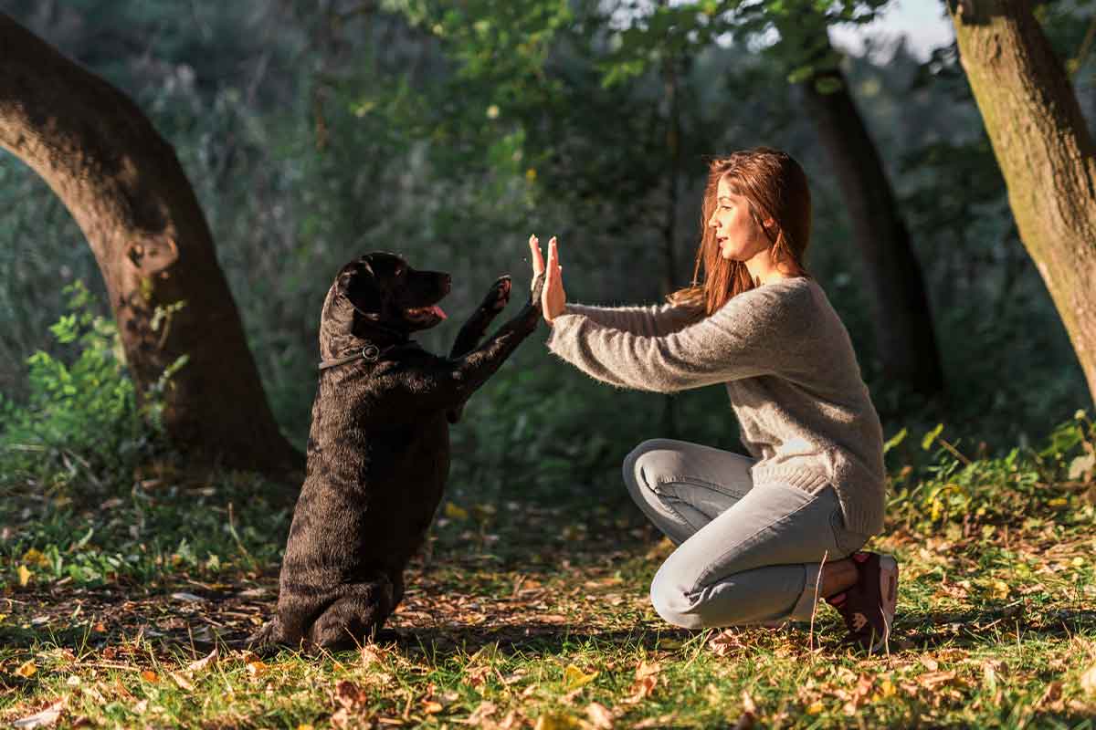 Programas más comunes en el adiestramiento canino en Bogotá