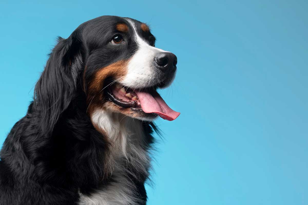 Qué hace diferencial a un verdadero Hotel Canino al norte de Bogotá