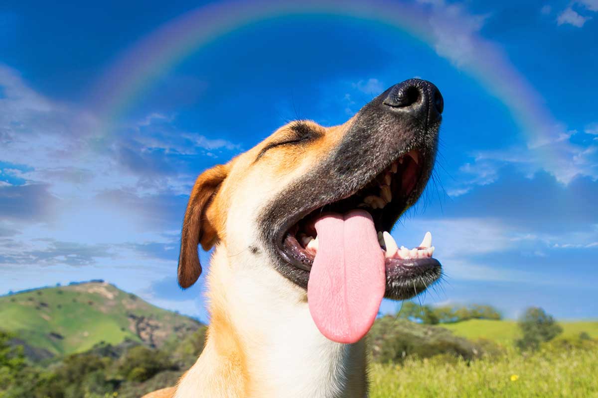 Razones para elegir un Hotel Canino al norte de Bogotá