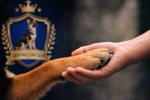 Cómo educar a mi perro